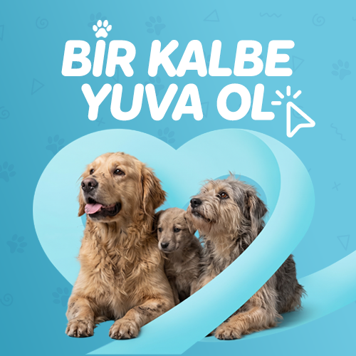 Sahiplendirme İlanları