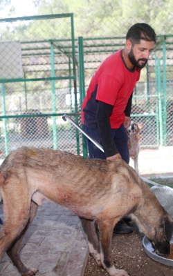 Barınak ve Besleme Çalışmaları