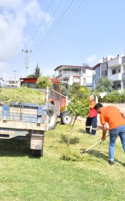 Yabani Otların Temizlenmesi